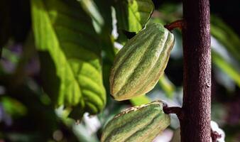 grön kakao skida växa på träd. de kakao träd theobroma kakao med frukter, rå kakao kakao träd växt frukt plantage foto