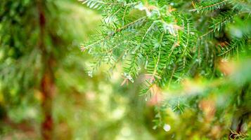 abstrakt bakgrund av en grön tall träd jul naturlig bokeh, skön abstrakt naturlig bakgrund. defocused suddigt solig lövverk av grön tall träd jul bakgrund. foto