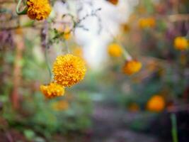 skön orange ringblomma blommor i de fält, blomstrande gul ringblomma blomma trädgård plantage i morgon, närbild foto