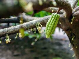 grön små kakao skida gren med ung frukt och blomning kakao blommor växa på träd. de kakao träd theobroma kakao med frukter, rå kakao träd växt frukt plantage foto