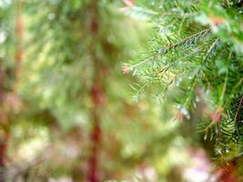 abstrakt bakgrund av en grön tall träd jul naturlig bokeh, skön abstrakt naturlig bakgrund. defocused suddigt solig lövverk av grön tall träd jul bakgrund. foto