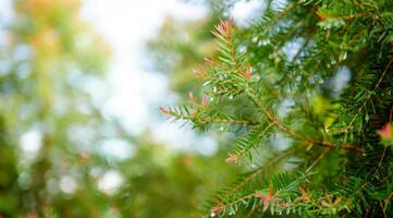 abstrakt bakgrund av en grön tall träd jul naturlig bokeh, skön abstrakt naturlig bakgrund. defocused suddigt solig lövverk av grön tall träd jul bakgrund. foto