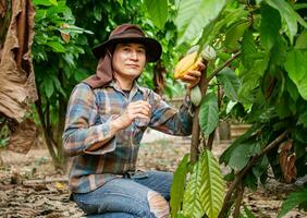 kakao jordbrukare använda sig av beskärning sax till skära de kakao skida eller frukt mogen gul kakao från de kakao träd. skörda de jordbruks kakao företag producerar. foto