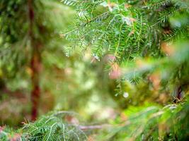 abstrakt bakgrund av en grön tall träd jul naturlig bokeh, skön abstrakt naturlig bakgrund. defocused suddigt solig lövverk av grön tall träd jul bakgrund. foto