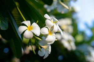 vit och gul plumeria blommor i de sommar på de solnedgång. blommor bakgrund. närbild se. foto