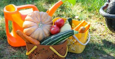 skörd grönsaker i de trädgård, pumpa, zucchini, tomater, morötter i en korg Nästa till en vattning kan och en trädgård vagn. skörda festival, gåvor av höst, odling av miljövänlig Produkter foto