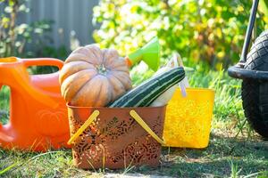 skörd grönsaker i de trädgård, pumpa, zucchini, tomater, morötter i en korg Nästa till en vattning kan och en trädgård vagn. skörda festival, gåvor av höst, odling av miljövänlig Produkter foto