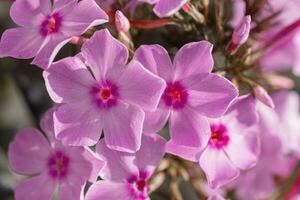 sommar färgrik rosa blommor i de trädgård foto