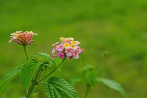 bunga tahi ayam lantana acuelata blomma i trädgård foto