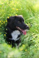 svart blandras hund med en vit bröst gömde sig i de gräs. hund på sommar promenad bland äng gräs och gul blommor.heta hund och hon nominerade tunga. foto