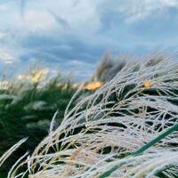 sackarum spontant. hänge. kashful. skön naturlig bakgrund av hänge blommor med himmel. foto