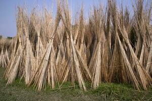 många jute pinnar är staplade för Sol torkning på sadarpur, faridpur, bangladesh. ett och endast jute odling är i faridpur, bangladesh foto