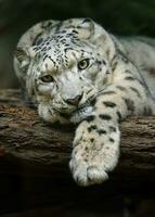 porträtt av snö leopard i Zoo foto