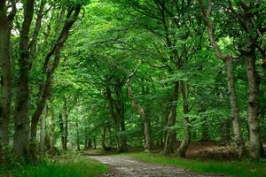 lugn grön skog med frodig lövverk och gammal växt träd. foto