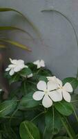 vinca vit rosea. catharanthus roseus madagaskar snäcka vit blomma. foto