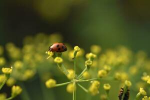 Nyckelpigor på gul blommor i de trädgård i sommar. coccinellinae latreille. foto