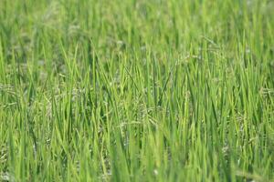 ris plantor i de ris fält, närbild av Foto