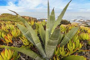 se över de sanddyner på praia dos aivados på de portugisiska atlanten kust med tät vegetation foto