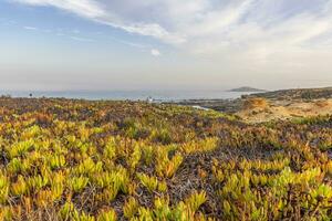 se över de sanddyner på praia dos aivados på de portugisiska atlanten kust med tät vegetation foto