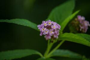 lantana blommor är en arter av skön, perenn blommande växt i de verbena familj foto