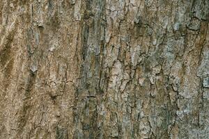 lövfällande träd bark. textural bakgrund foto