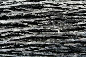 ai genererad lövfällande träd bark. textural bakgrund foto
