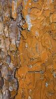 ai genererad lövfällande träd bark. textural bakgrund foto