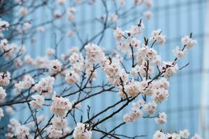 blomning sakura blommor stänga upp foto