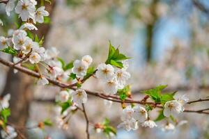 blomning sakura körsbär blomma foto