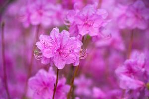 rhododendron mucronulatum koreanska rhododendron blomma foto