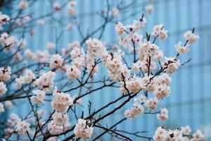 blomning sakura blommor stänga upp foto