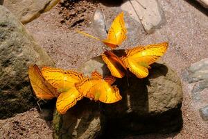 vindula erota eller de allmänning kryssare fjärilar är öppning deras vingar på sten. foto