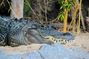 en stor alligator om i de sand foto