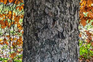 rönn bark närbild. de textur av de trunk av sorbus torminalis l. bakgrund från levande trä. hud av de skog natur. foto