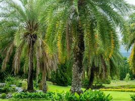 skön växter i de thai botaniska trädgård. foto