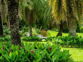 skön växter i de thai botaniska trädgård. foto