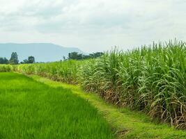 sockerrör fält, blå himmel och klar himmel dagar i thailand. foto