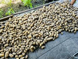 nyligen UPPTAGITS potatisar på en personlig komplott. organisk mat begrepp. organisk potatis bakgrund. foto