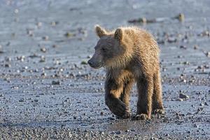 ung grizzlybjörn på en kustmynning foto