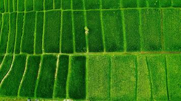 grön ris fält se från topp foto