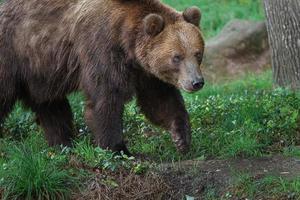 kamchatka brunbjörn foto