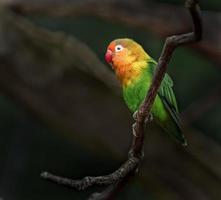 porträtt av fischers lovebird foto