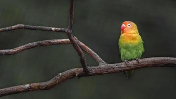 porträtt av fischers lovebird foto