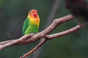 porträtt av fischers lovebird foto