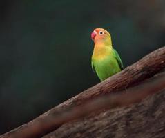 porträtt av fischers lovebird foto