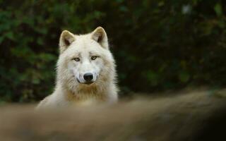 porträtt av arktisk Varg i Zoo foto