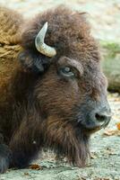 porträtt av amerikan bison i Zoo foto