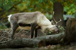 porträtt av ren i Zoo foto