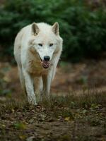 porträtt av arktisk Varg i Zoo foto