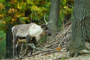 porträtt av ren i Zoo foto